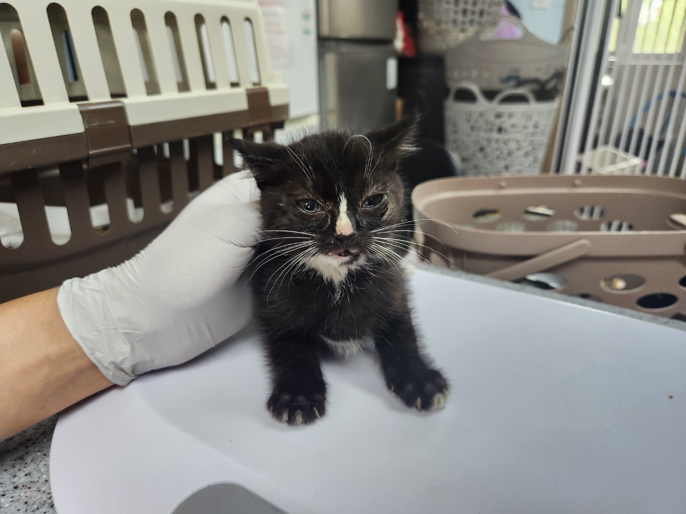 광주 동물보호소_429360202300438