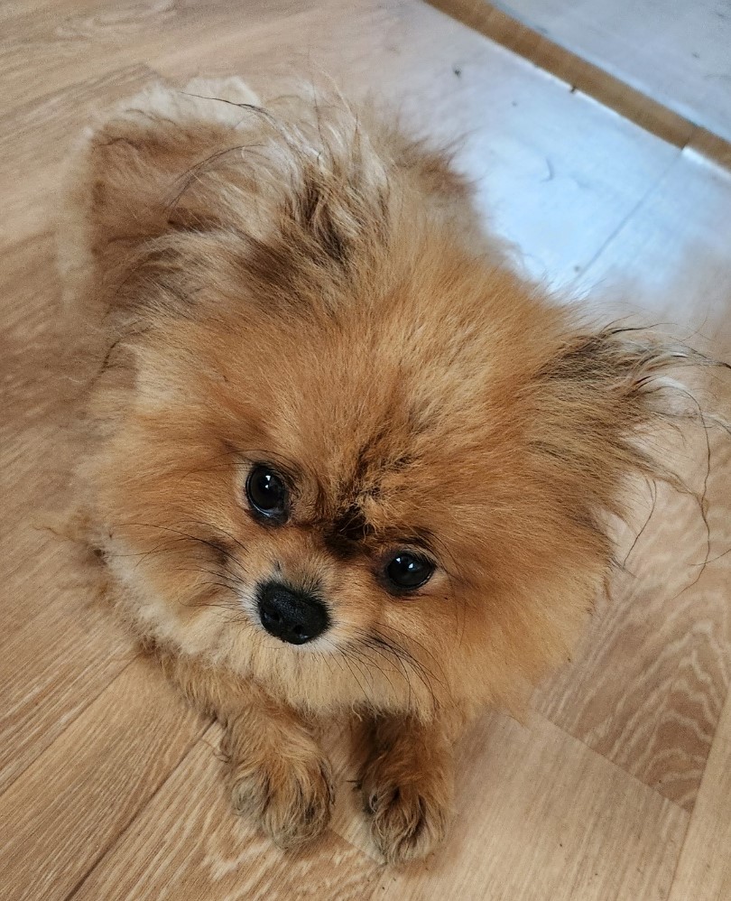 홍천군유기동물보호소_442425202300294