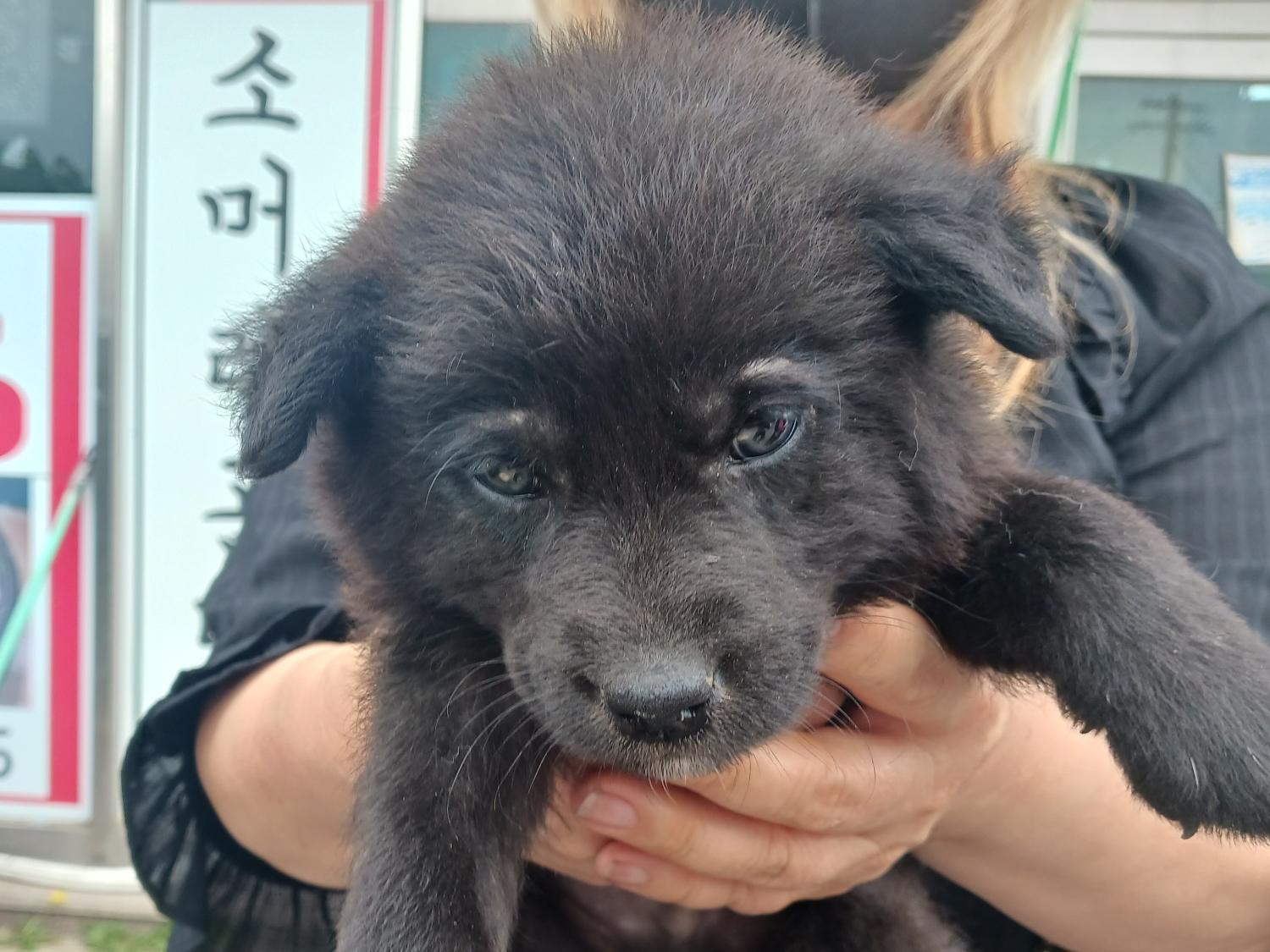 상주시 동물보호센터_447511202300482