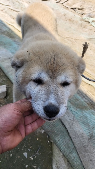 불갑동물임시보호소_446497202300247