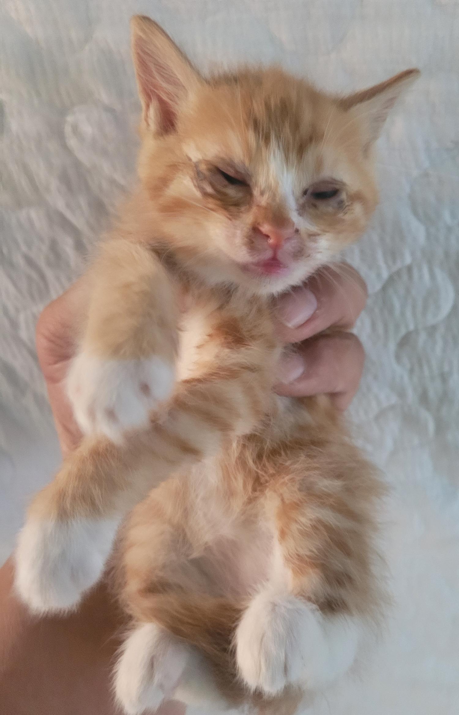 [고양이] 한국 고양이 경남-창녕-2023-00348 유기동물 배경 이미지 입니다.