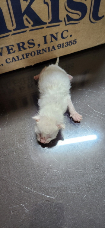 익산유기동물보호소_445468202301008