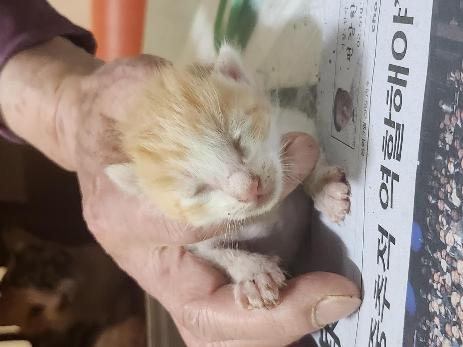 예산동물보호센터_444461202300359