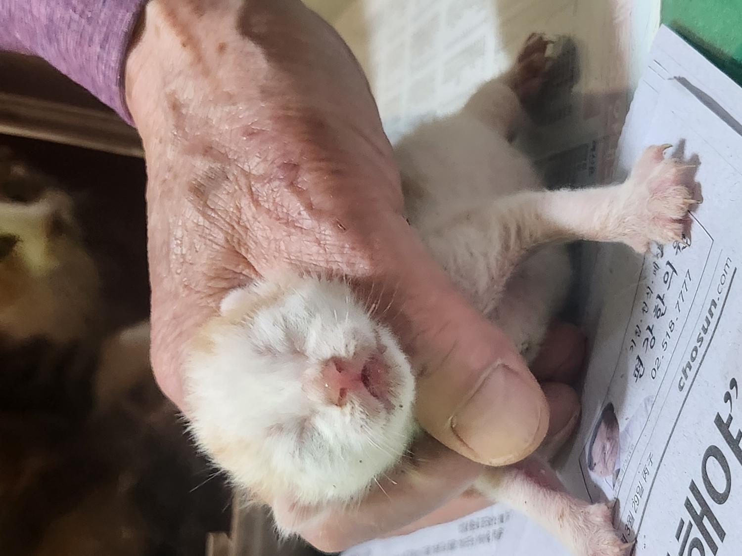 예산동물보호센터_444461202300358