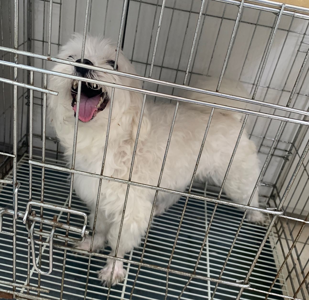 늘푸른동물병원_428354202300657