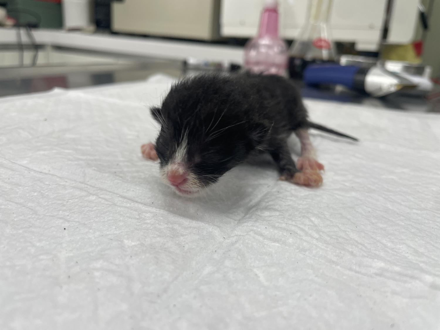 남양주시동물보호센터_441399202301246