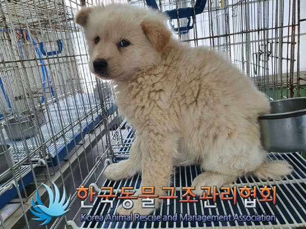 한국동물구조관리협회_441409202300761