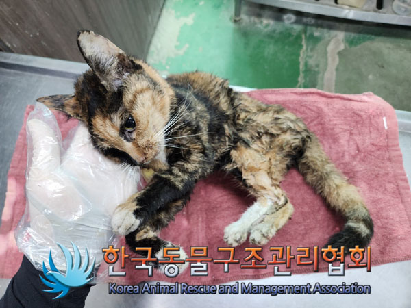 한국동물구조관리협회_411306202300367