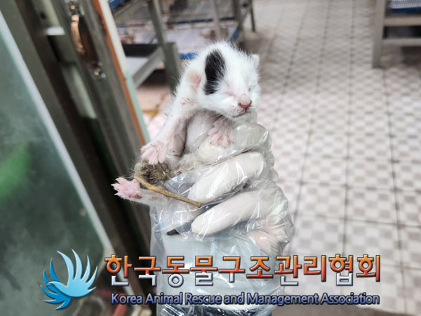 한국동물구조관리협회_411305202300241