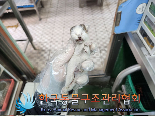한국동물구조관리협회_411305202300242