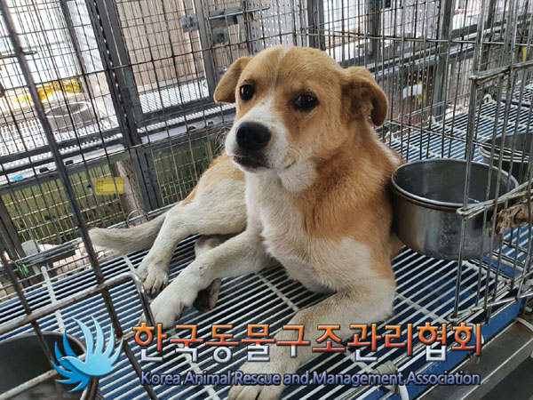 한국동물구조관리협회_441560202300623