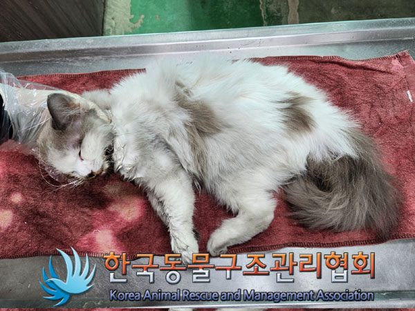한국동물구조관리협회_411312202300330