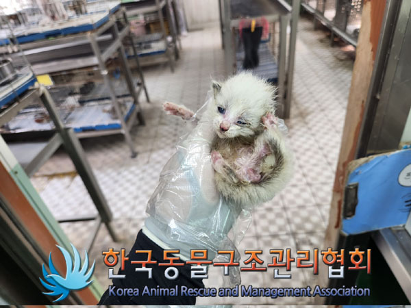 한국동물구조관리협회_441398202300186