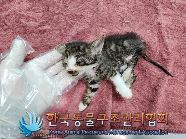 한국동물구조관리협회_411300202300176