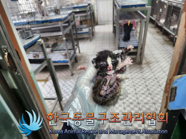 한국동물구조관리협회_441398202300188
