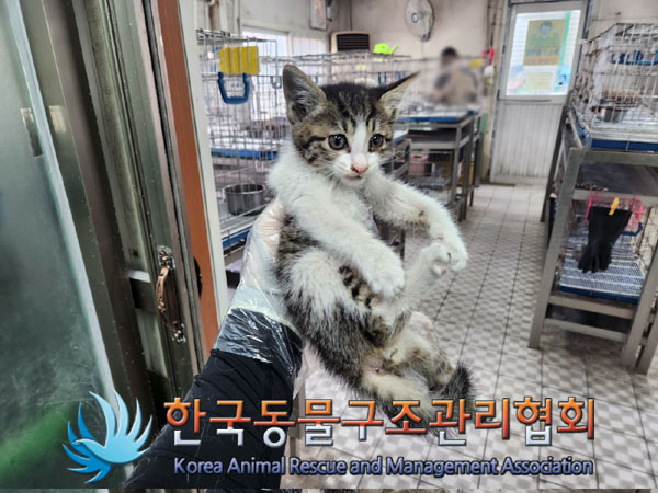한국동물구조관리협회_441559202300380