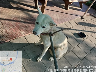 대전동물보호센터_430365202300215