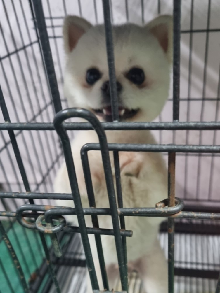 밀양시동물보호센터_448536202301087