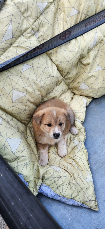 익산유기동물보호소_445468202301010