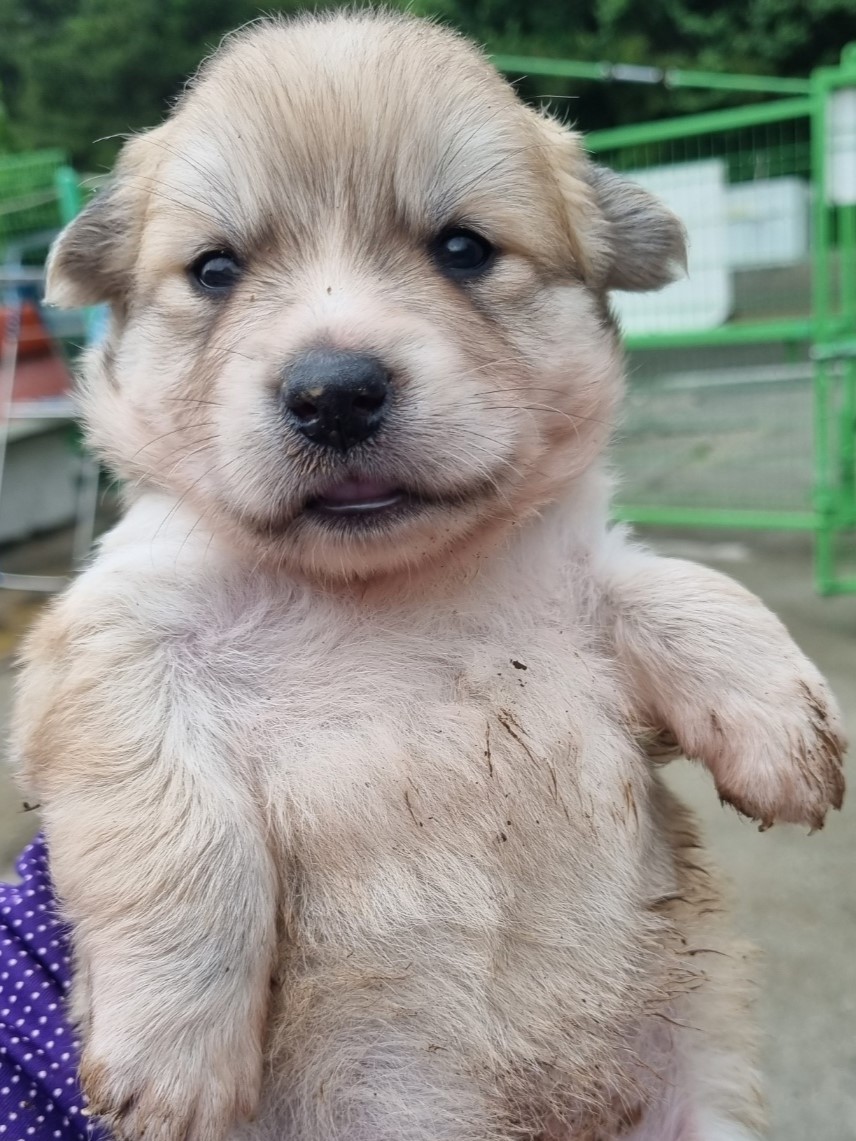 밀양시동물보호센터_448536202301086