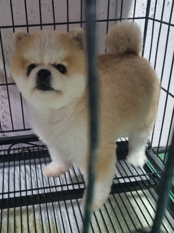 밀양시동물보호센터_448536202301085