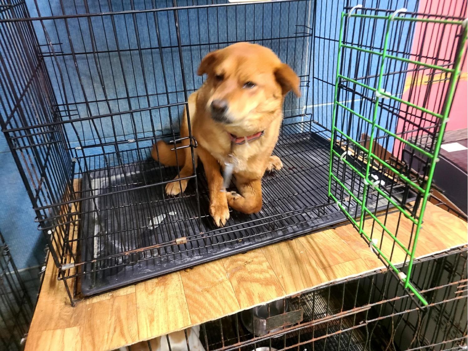 늘푸른동물병원_428354202300661