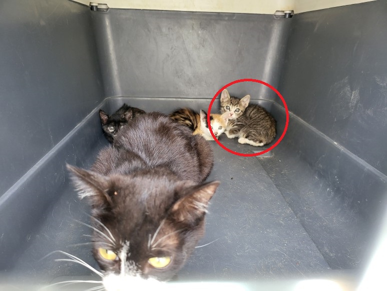 무안군유기동물보호소_446495202300110