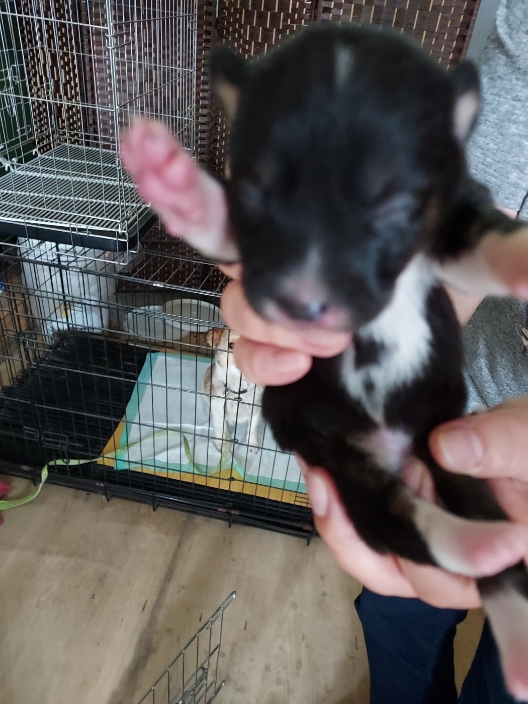 인월동물병원_445470202300443