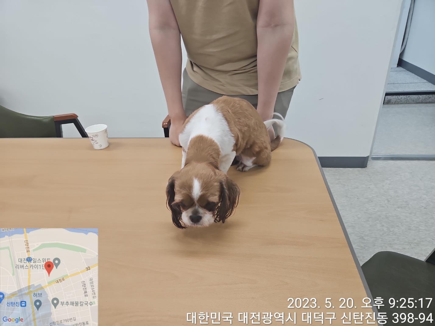대전동물보호센터_430368202300264