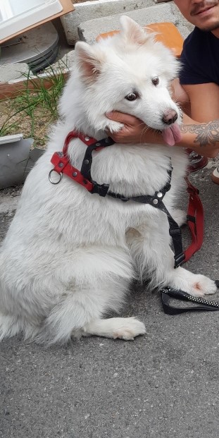 인천광역시수의사회_428351202300411