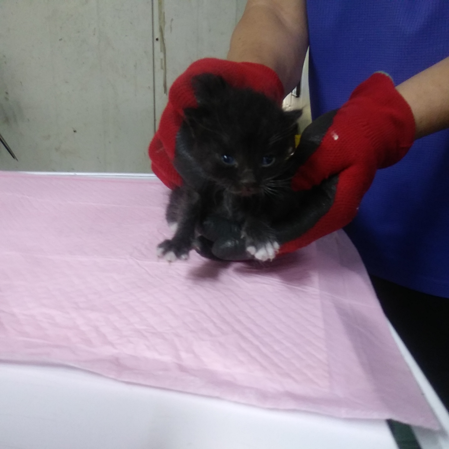 인천광역시수의사회_428351202300417