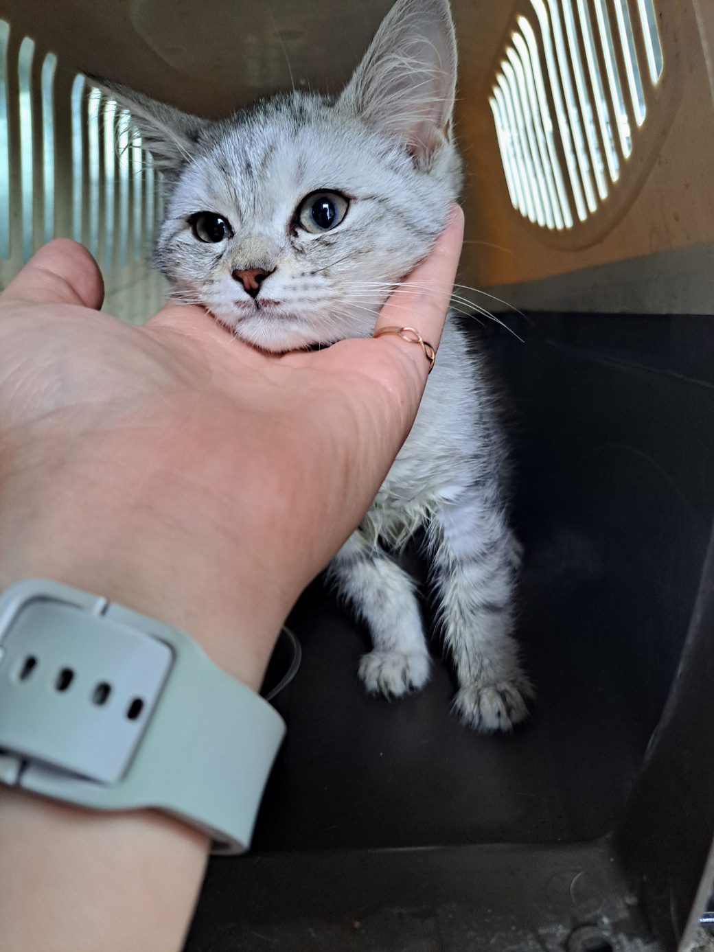 울산유기동물보호센터_431369202300341