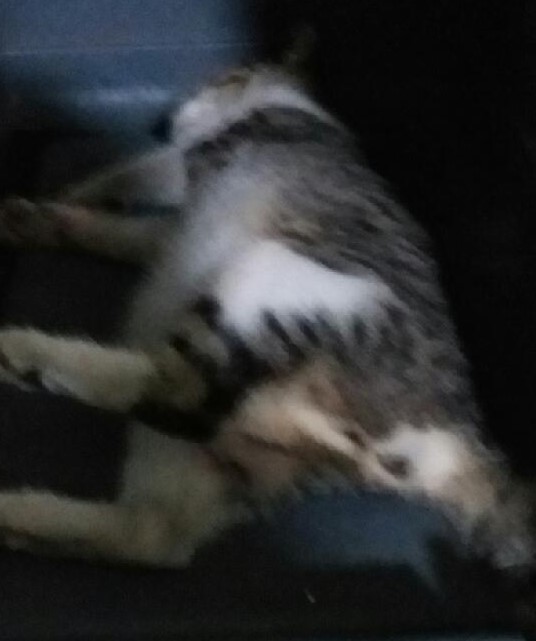 대구유기동물보호협회_427344202300151