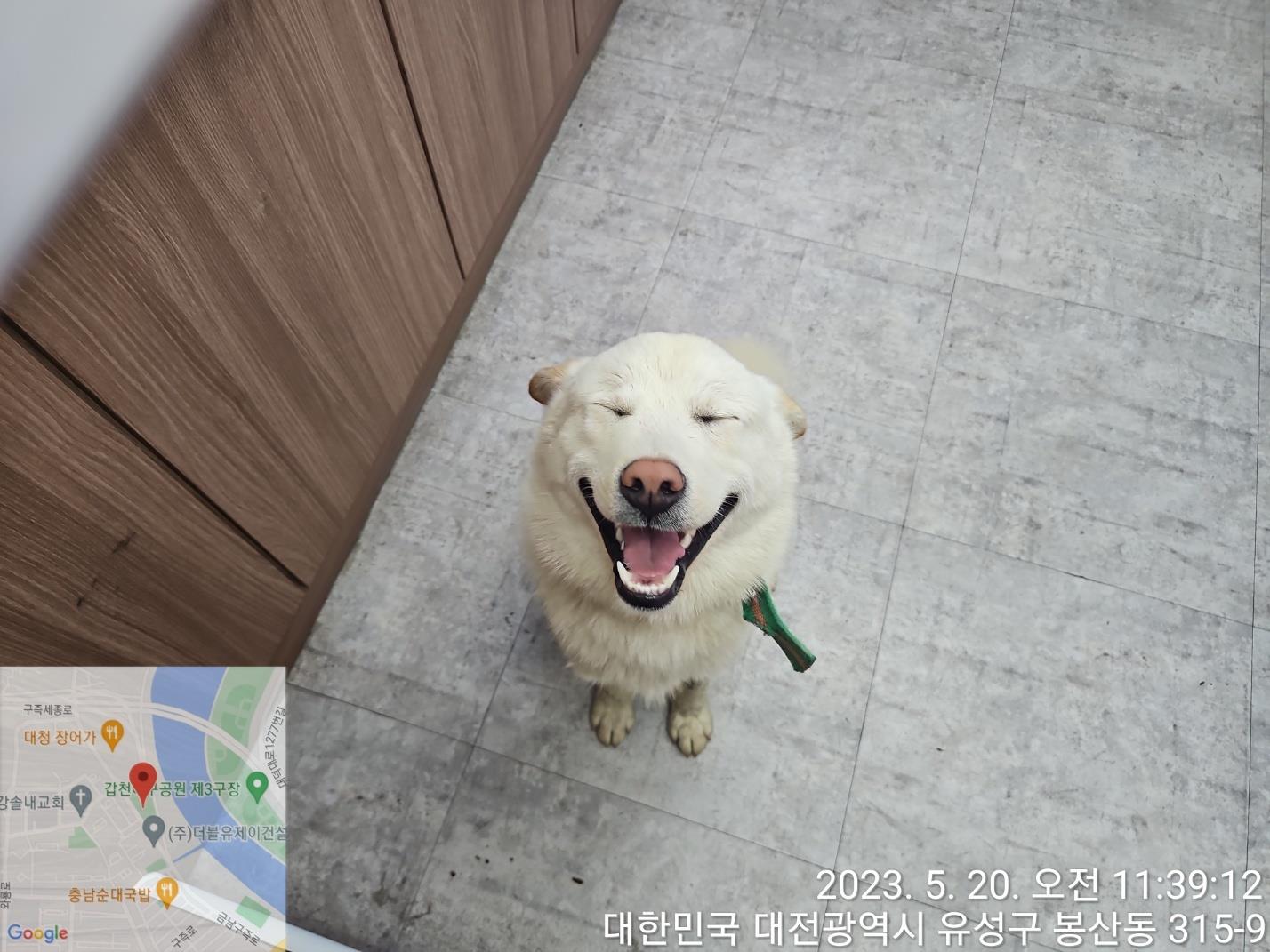 대전동물보호센터_430367202300311