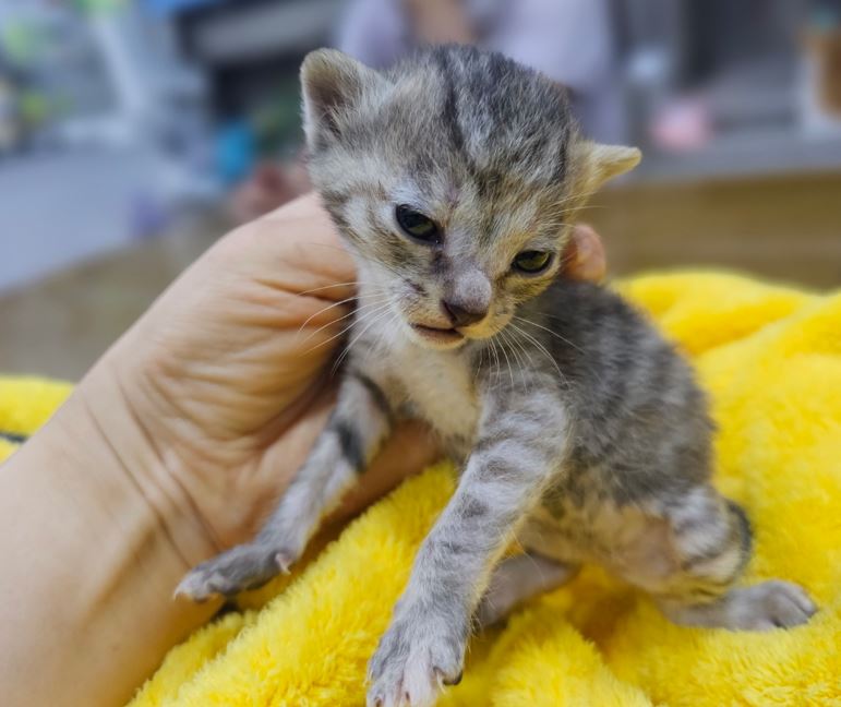 보령길고양이보호협회_444451202300491