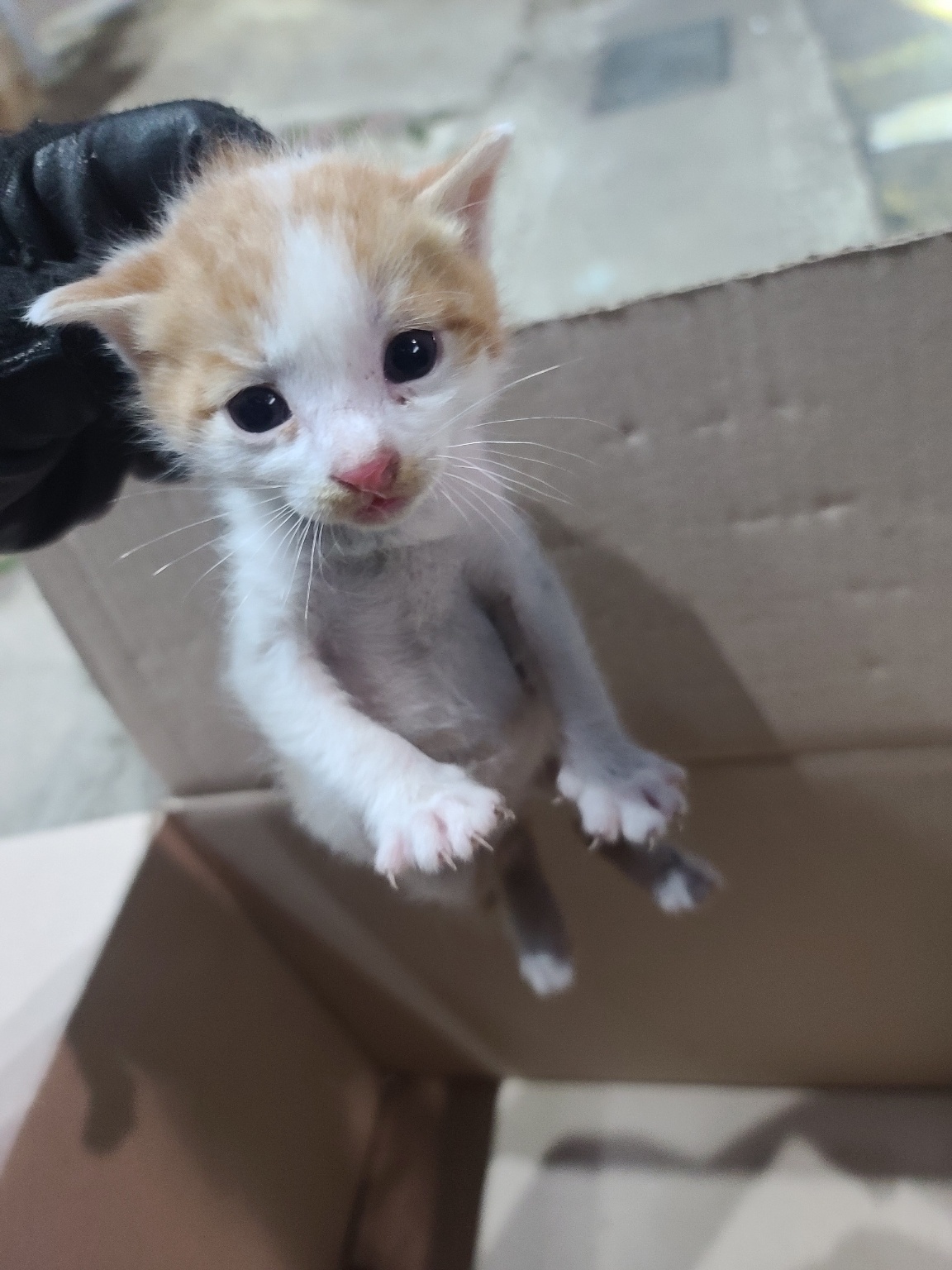 거제시유기동물보호소_448537202300602