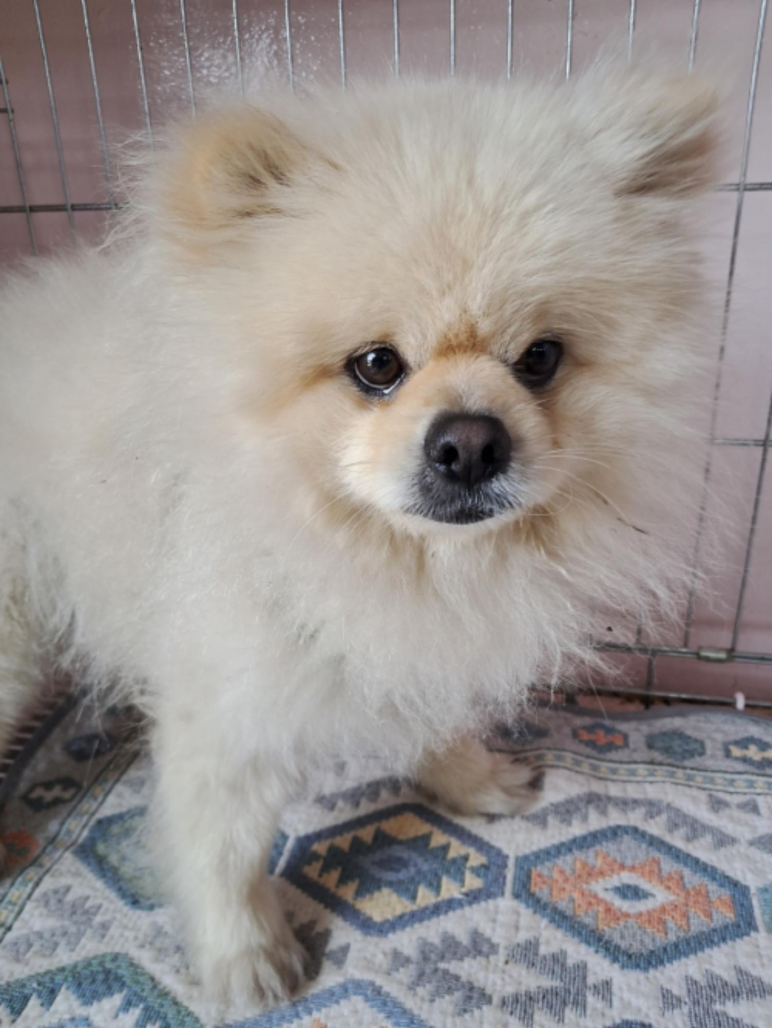 유기동물및관리협회_448535202300678