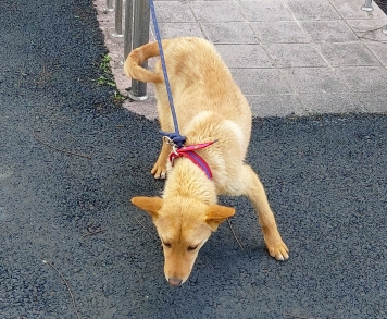 월드동물병원_444455202300182