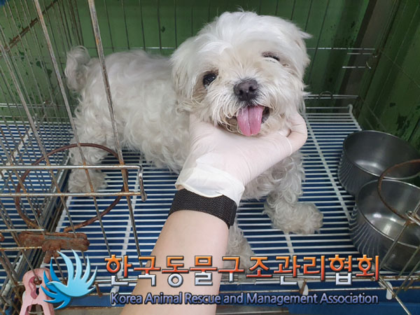 한국동물구조관리협회_411311202300374