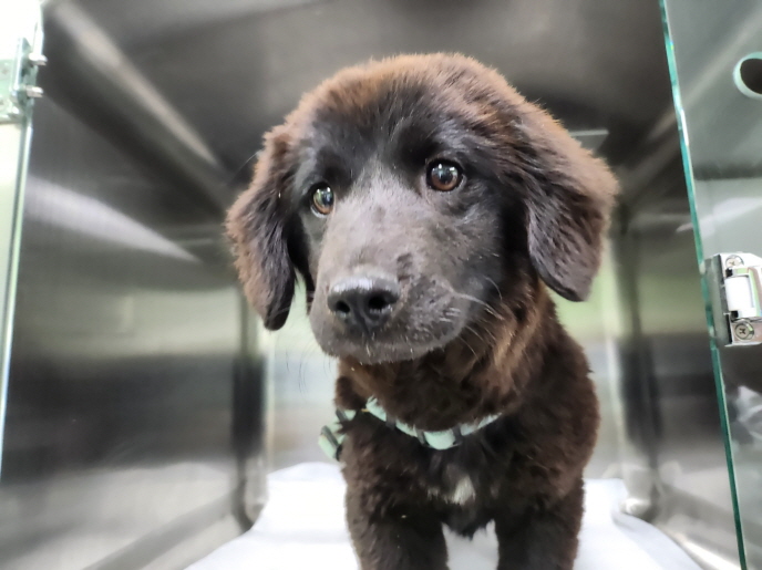 춘천시 동물보호센터_442418202300523