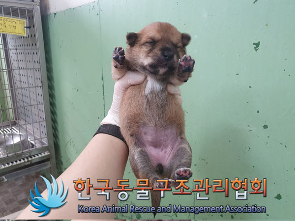 한국동물구조관리협회_441414202300347