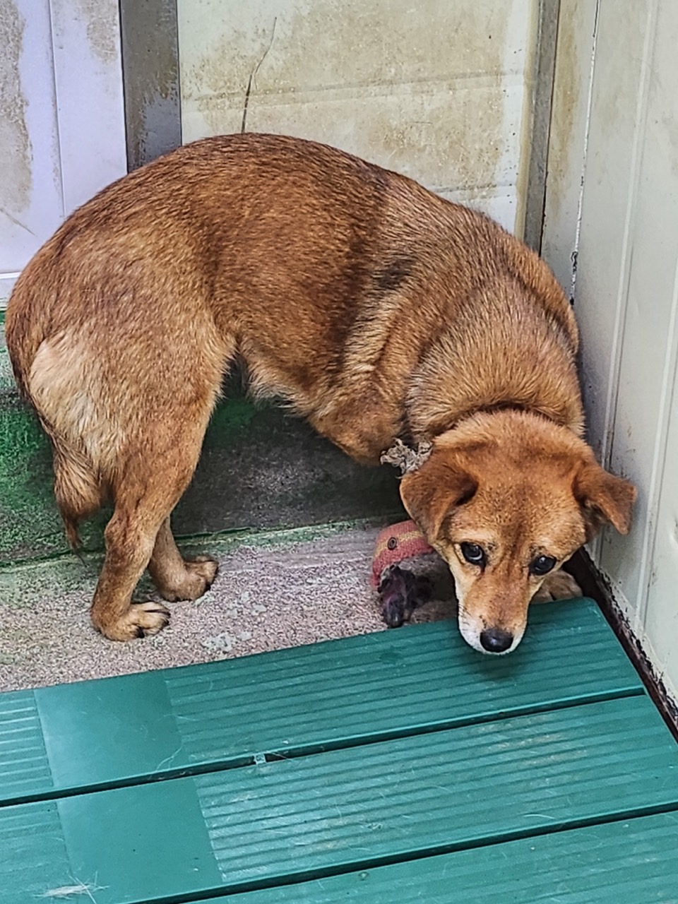 영주시 동물보호센터_447509202300098