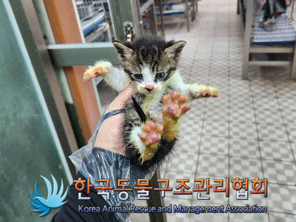 한국동물구조관리협회_411312202300335