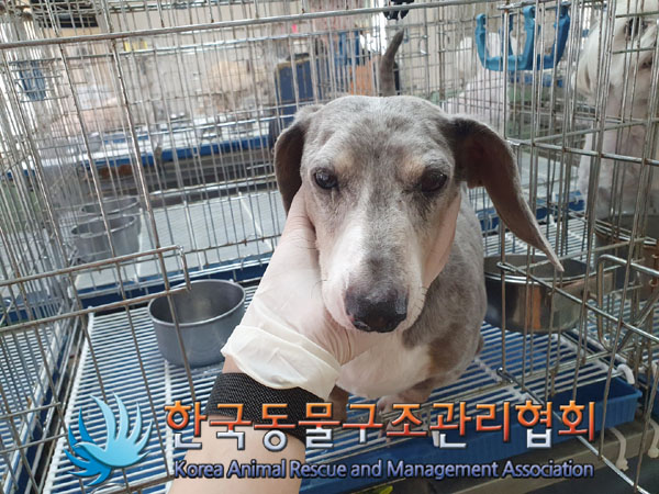 한국동물구조관리협회_411310202300230