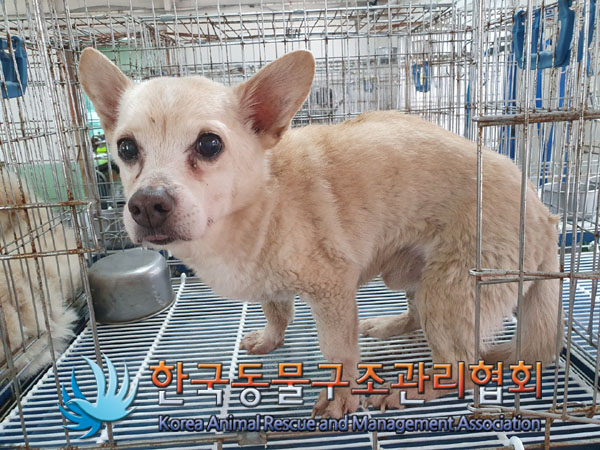 한국동물구조관리협회_441409202300796