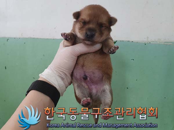 한국동물구조관리협회_441414202300349