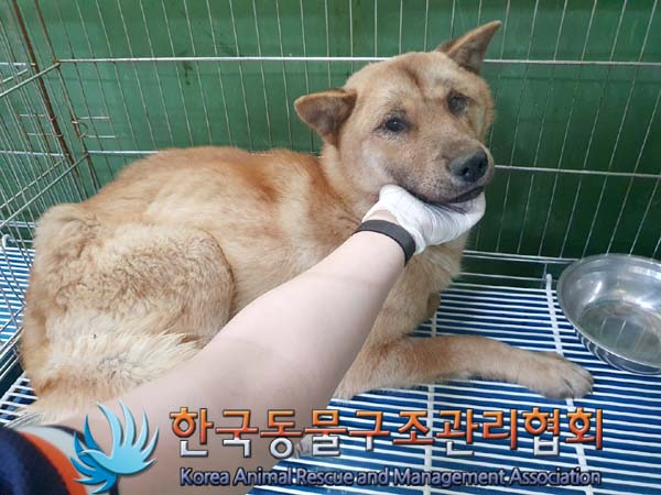 한국동물구조관리협회_411312202300336