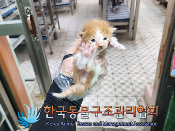 한국동물구조관리협회_411316202300330