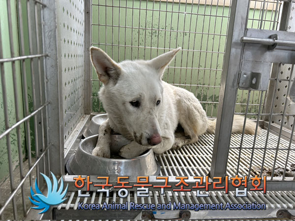 한국동물구조관리협회_441409202300797