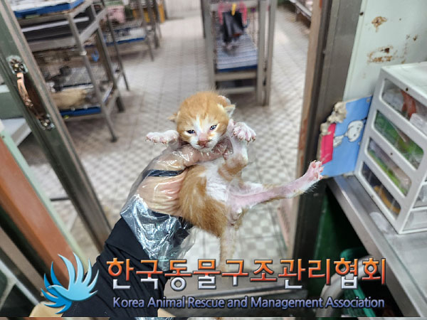 한국동물구조관리협회_411316202300331